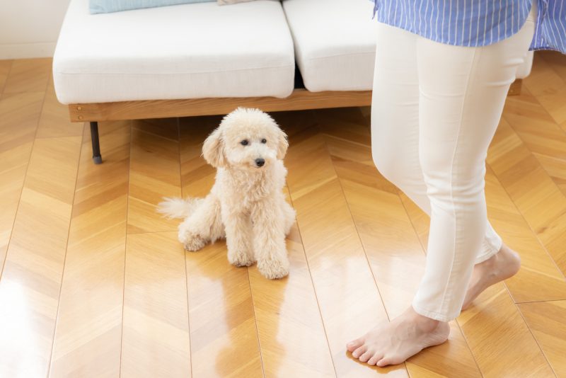 ペット/フローリング