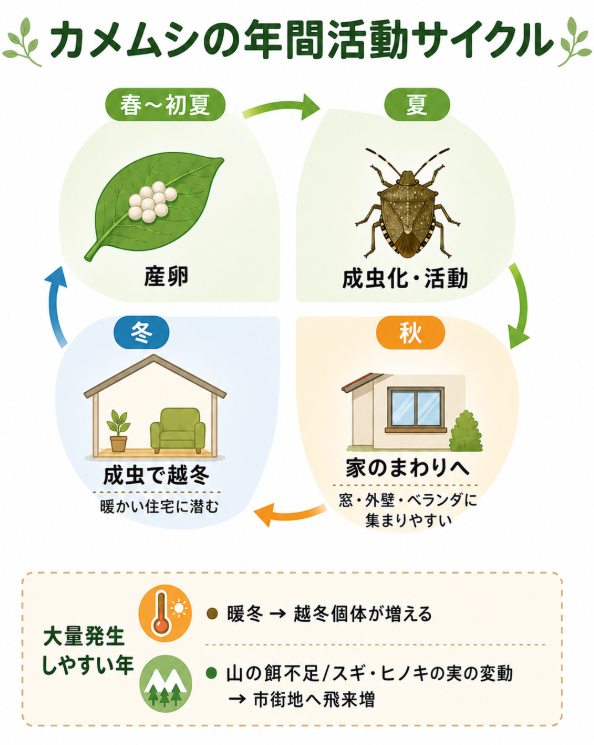 カメムシの年間活動サイクル