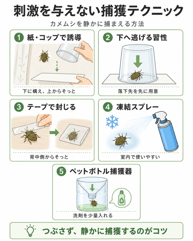 カメムシの捕獲テクニック