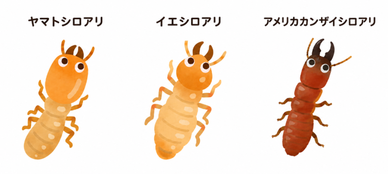 シロアリの種類