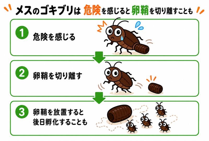 メスのゴキブリは危険を感じると卵鞘を切り離すことも
