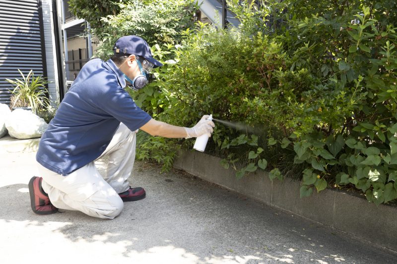 害虫駆除の業者/殺虫剤