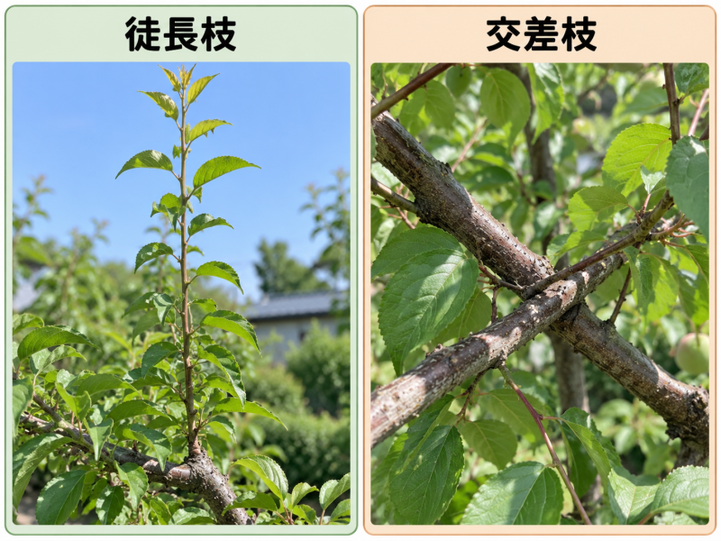 徒長枝と交差枝