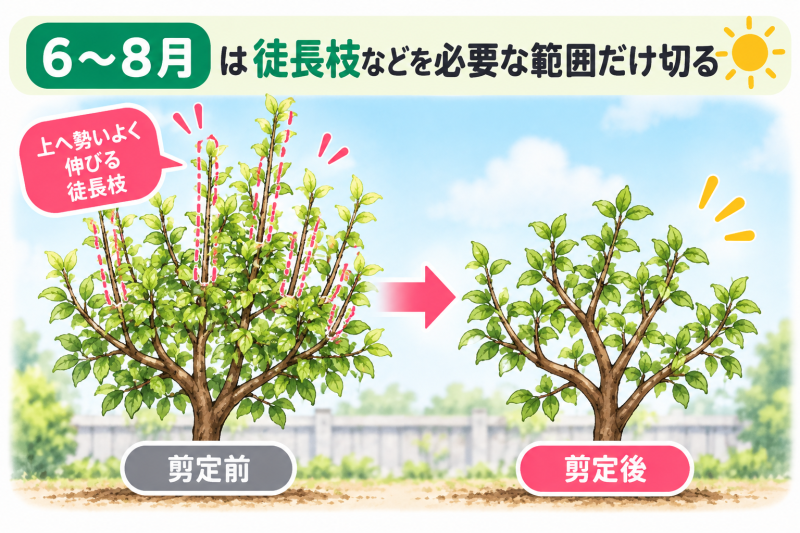 徒長枝などを必要な範囲だけ切る