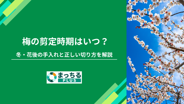 梅の剪定時期はいつ？冬・花後の手入れと正しい切り方を解説