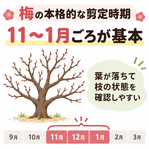 梅の本格的な剪定時期