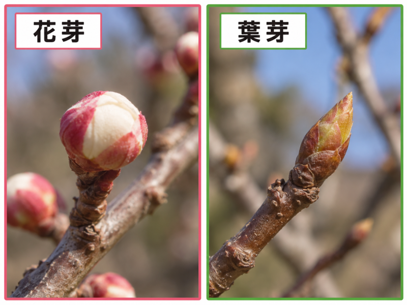 梅の花芽と葉芽